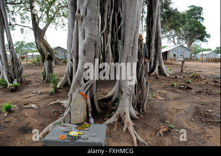 SRI LANKA, Trincomalee, réfugiés tamouls sont conservés par le gouvernement cingalais après la guerre contre les Tigres tamouls LTTE dans ce qu'on appelle du bien-être social des camps dans la jungle distants sécurisés , les camps sont sous le contrôle total de l'armée sri-lankaise, hindou de culte et Banyan Tree Banque D'Images