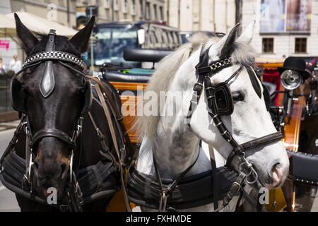 Transport de chevaux à Vienne, Autriche avec bowler sur la lumière Banque D'Images