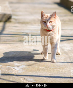 Chat sur la rue. Cat Street. Chat rouge. Chat assis. Chat très grave. Banque D'Images