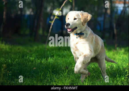 Chiot Golden Retriever s'exécute sur la prairie Banque D'Images