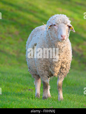 Un curieux moutons dans l'avant-plan Banque D'Images