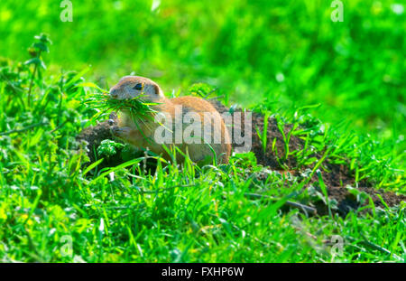 Prairie Dog sur terrain en herbe de l'alimentation d'été Banque D'Images