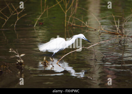 Aigrette garzette (Egretta garzetta) de la famille des Ardeidae d'oiseaux, de patauger dans un lac peu profond en Cornouailles du nord Banque D'Images