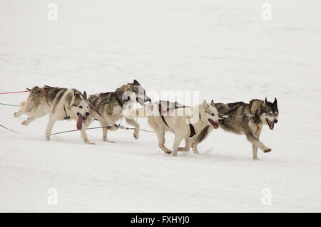 Faisceau Huskies en traîneau, pas visible, sur un fond clair de neige Banque D'Images