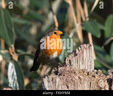 Robin, Erithacus rubecula aux abords, assis sur une souche d'arbre à feuillage vert à l'arrière-plan Banque D'Images