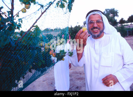 L'homme de l'Arabie en vêtements traditionnels de fruits fraîchement cueillis holding tree farm Banque D'Images