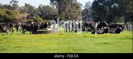 Holstein noir et blanc le pâturage sur l'herbe verte par le réservoir d'eau produisent du lait dans les laiteries du sud-ouest de l'Australie. Banque D'Images