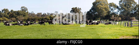 Holstein noir et blanc le pâturage sur l'herbe verte par le réservoir d'eau produisent du lait dans les laiteries du sud-ouest de l'Australie. Banque D'Images