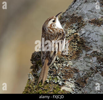 Treecreeper, Certhia familiaris, sur le tronc de l'arbre Banque D'Images