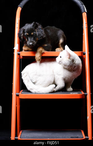 Chiot mignon avec chat blanc sur une échelle pliante Banque D'Images