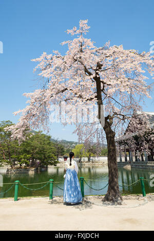 A girl wearing Hanbok avec cherry blossom tree dans Gyeongbokgung Palace Banque D'Images