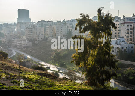 amman avis