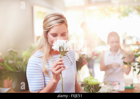 Fleur blanche odeur fleuriste in flower shop Banque D'Images