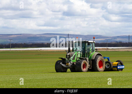 Un agriculteur de Burscough, dans le Lancashire, au Royaume-Uni, conduit un tracteur Fendt 516 Vario et un rouleau Watson pour comprimer et niveler la nouvelle récolte d'herbes cultivées pour répondre à la demande locale de gazon. Croissance rapide pour le commercial. production de gazon. Lorsque vous cultivez du gazon pour la récolte mécanique, vous avez besoin d'une croissance rapide et d'un solide réseau de racines. Les clients commandent du gazon pour un large éventail d'utilisations, des terrains de sport résistants aux jardins domestiques faciles à entretenir. Banque D'Images