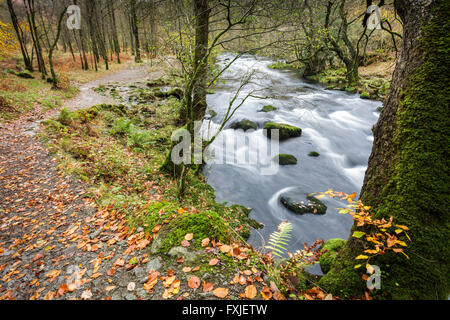 Marche des bois et la rivière Rothay, Grasmere dans le Lake District, Cumbria, Angleterre, Royaume-Uni Banque D'Images