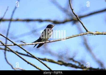 Hirondelle des jeunes assis sur un arbre. Banque D'Images