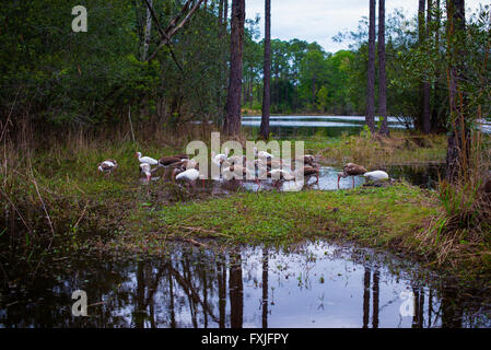 Grues Cendrées en oiseaux oiseaux du lac Jacksonville refuge Banque D'Images