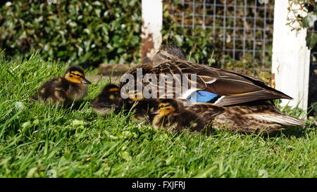 Canard colvert femelle avec tête enfouie derrière les ailes mais en regardant la caméra avec quatre jeunes canetons à côté d'elle Banque D'Images