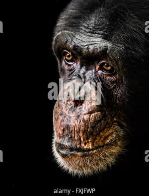 3/4 un portrait d'un chimpanzé sur un fond noir Banque D'Images