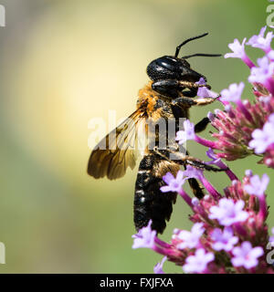 Bumblebee perché sur Fleur de verveine Banque D'Images