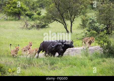 Troupe de lions (Panthera leo) chasser le bison (Syncerus caffer) dans le bushveld Banque D'Images