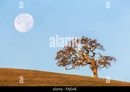 Pleine lune se lever et Oak Tree Banque D'Images