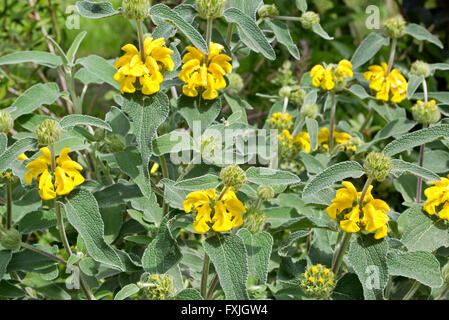Phlomis fruticosa (Jérusalem sage) est une espèce de plante de la famille des Lamiaceae, Banque D'Images