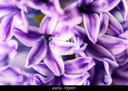 Garden Hyacinth néerlandais commun (Hyacinthus orientalis) Close Up Banque D'Images