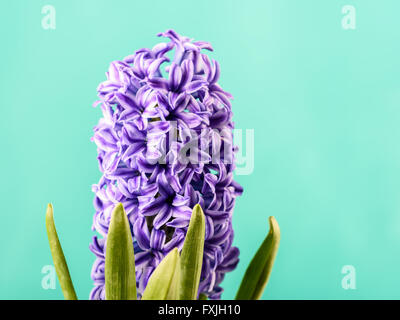 Garden Hyacinth néerlandais commun (Hyacinthus orientalis) Close Up Banque D'Images