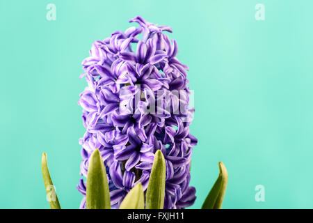 Garden Hyacinth néerlandais commun (Hyacinthus orientalis) Close Up Banque D'Images