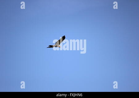 Western busard des roseaux (Circus aeruginosus) en vol. Banque D'Images