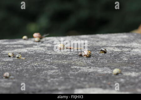 Grand groupe de limaces sur une pierre par temps de pluie. Banque D'Images