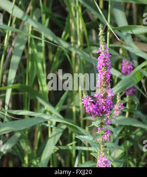 Fleurs d'wand salicaire (Lythrum virgatum) avec reed en arrière-plan. Banque D'Images