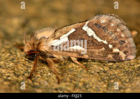 Swift commun (Korscheltellus lupulina). Un papillon de la famille primitive, serpents au repos montrant des marques blanches sur les ailes Banque D'Images