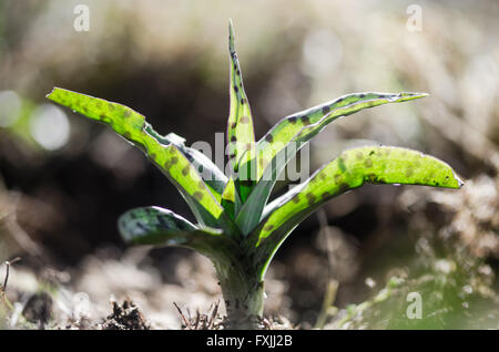 La commune de l'ouest (Dactylorhiza fuchsii) avec des feuilles de couleur sélective. Rosette de feuilles avant la floraison d'orchidée Banque D'Images