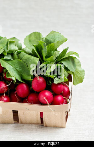 Le radis rouge. Focus sélectif. Banque D'Images