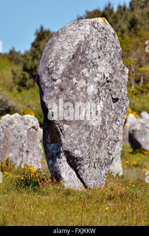 Gros plan du fameux standing stone à Carnac dans le morbihan en Bretagne dans le nord-ouest de la France Banque D'Images