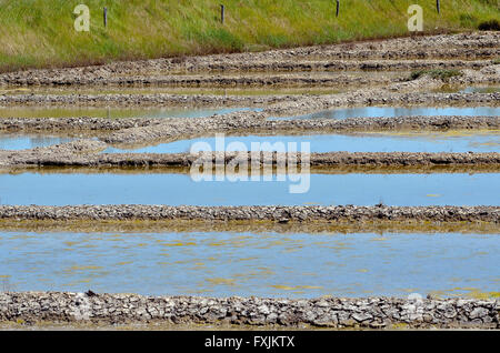 Pan de sel dans le marais de Lasné près de Saint-Armel, commune française située dans le département du Morbihan en Bretagne dans le nord-ouest de la France Banque D'Images