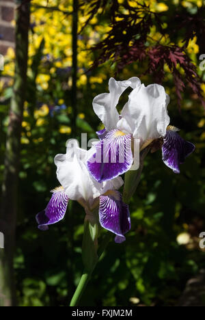 Un iris violet et blanc Banque D'Images