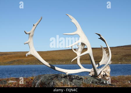 Bois de caribou et crâne trouvés sur la toundra arctique avec un plan d'eau en arrière-plan, près du lac Baker, Nunavut Banque D'Images