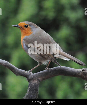 Robin (Erithacus rubecula aux abords) l'Robin un jardin commun bird enclins à montrer à l'agression d'autres Robins. Les deux mâles et femelles ont le bre rouge Banque D'Images