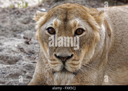 Lion d'Asie (Panthera leo persica), également connu sous le nom de l'Indian lion, est une sous-espèce de lion qui existe comme une seule population isolée Banque D'Images