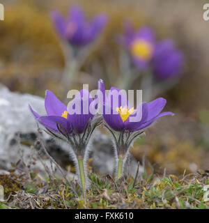 Anémone pulsatille commune (Pulsatilla vulgaris), des fleurs dans la Réserve de biosphère de rock, Jura souabe, Bade-Wurtemberg, Allemagne Banque D'Images