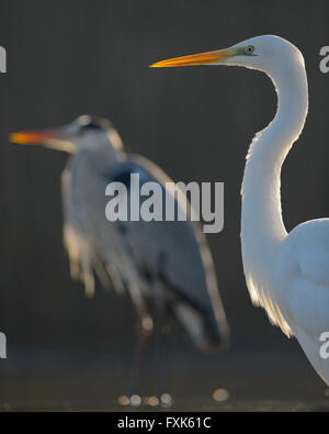 Grande Aigrette (Casmerodius albus), portrait en contre-jour, derrière un héron cendré (Ardea cinerea), le Parc National Kiskunság, Hongrie Banque D'Images