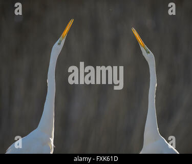 Grande Aigrette (Casmerodius albus), deux hérons adultes poser, faire la cour, rétroéclairé, Parc National de Kiskunság, Hongrie Banque D'Images