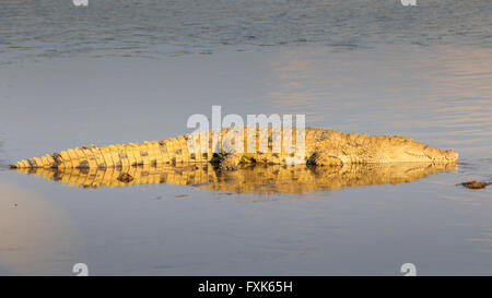 Le crocodile du Nil (Crocodylus niloticus), reposant sur un banc, dans la lumière du soir, le parc national de South Luangwa, en Zambie Banque D'Images