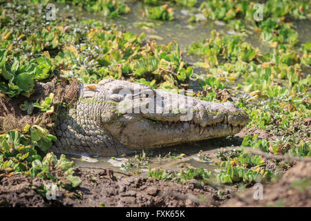 Le crocodile du Nil (Crocodylus niloticus), la tête entre les plantes aquatiques, le parc national de South Luangwa, en Zambie Banque D'Images