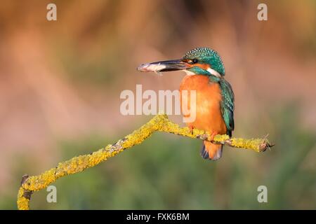 Kingfisher (Alcedo atthis mâle) avec des poissons capturés sitting on tree branch dans la lumière du matin, Hesse, Allemagne Banque D'Images