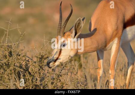 Le Springbok (Antidorcas marsupialis), pâturage, dans la lumière du matin, Kgalagadi Transfrontier Park, Northern Cape, Afrique du Sud Banque D'Images