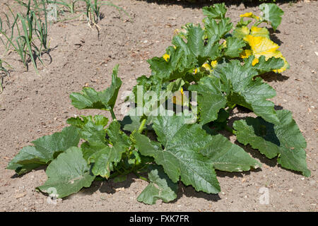 Potager avec la courgette (Cucurbita pepo ssp. Pepo convar. Giromontiina) Banque D'Images